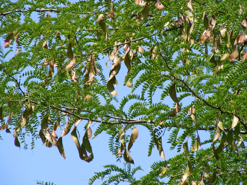 carob tree